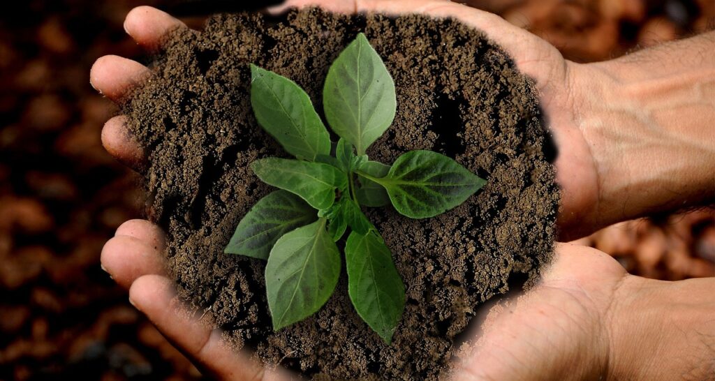 earth, sprout, leaf, sustainability, nature, plant, leaves, shoots, green, growth, grow, hands, keep, caution, maintain, flora, photomontage, composing, composition, sustainability, sustainability, sustainability, sustainability, sustainability
